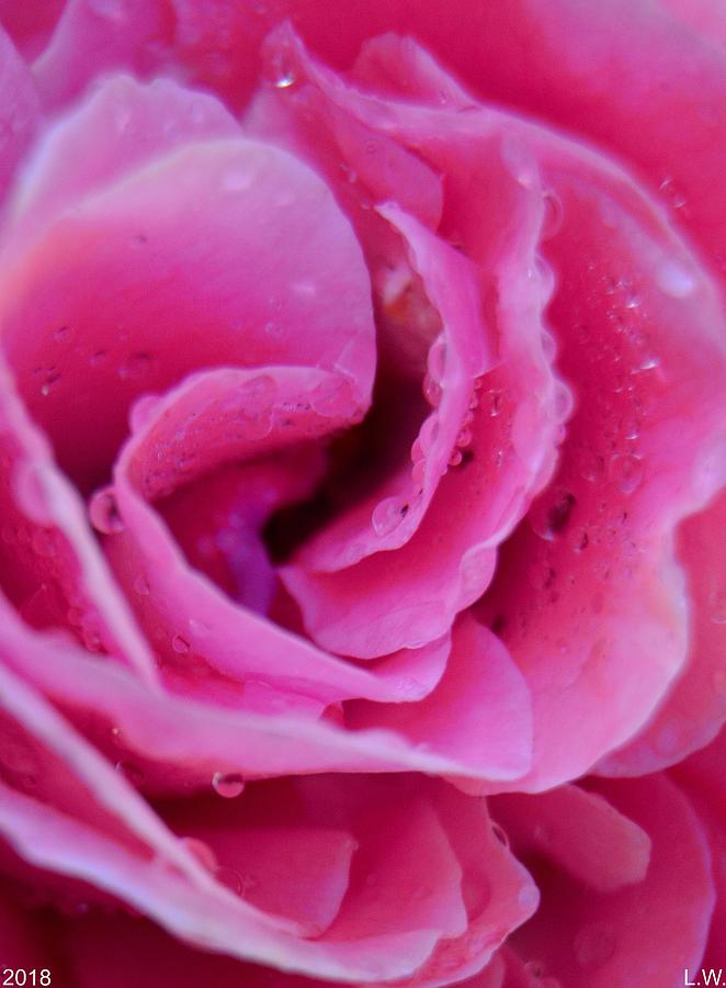 Dew On A Rose Photograph by Lisa Wooten