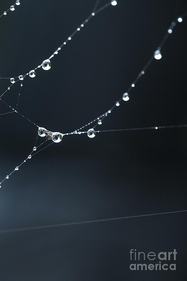 Dew on cobweb 001 Photograph by Clayton Bastiani