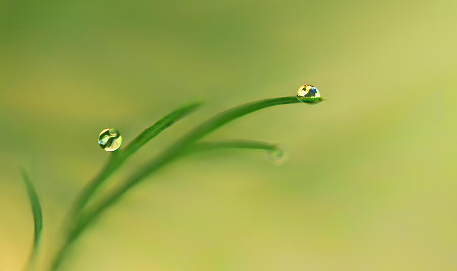 Dew on Dill Photograph by Carol Eade