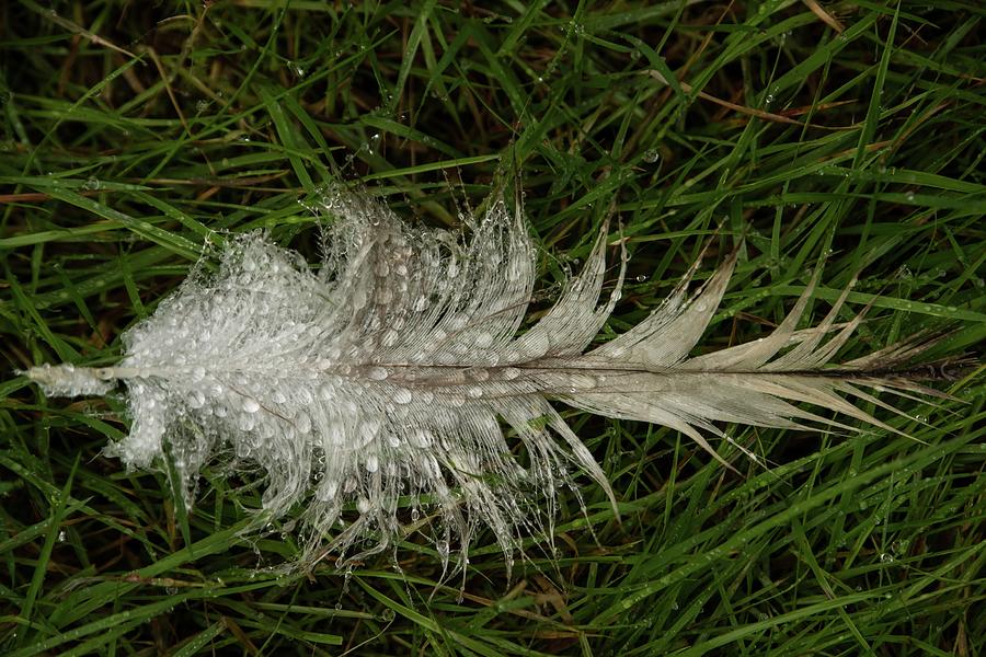 Dew on Feather Photograph by Roberta Kayne