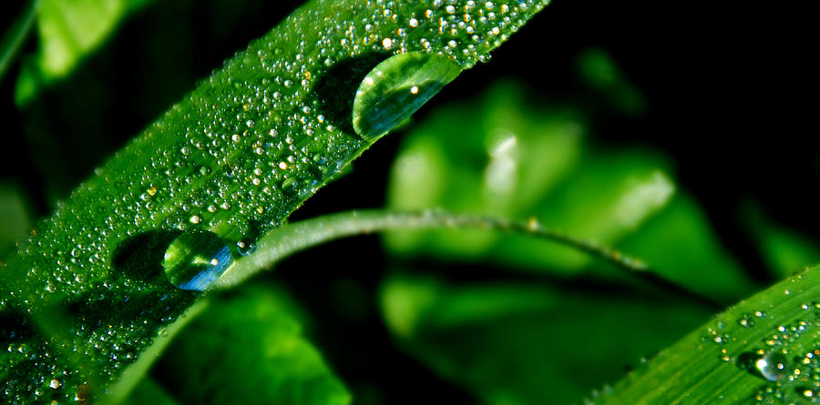 Dew on Grass 3 by Bibi Rojas Dew on Grass 3 by Bibi Rojas