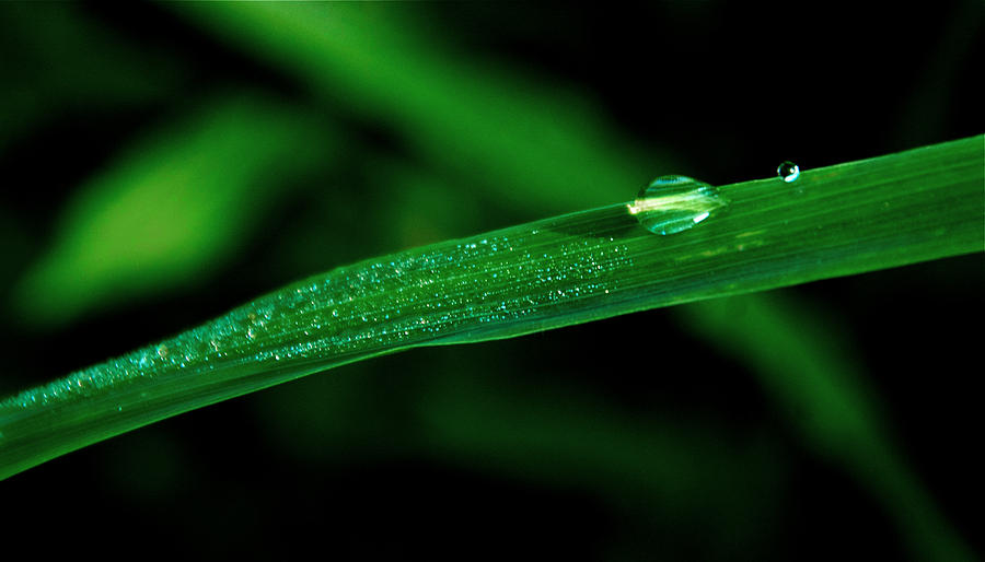 Dew on Grass 6 by Bibi Rojas Dew on Grass 6 by Bibi Rojas