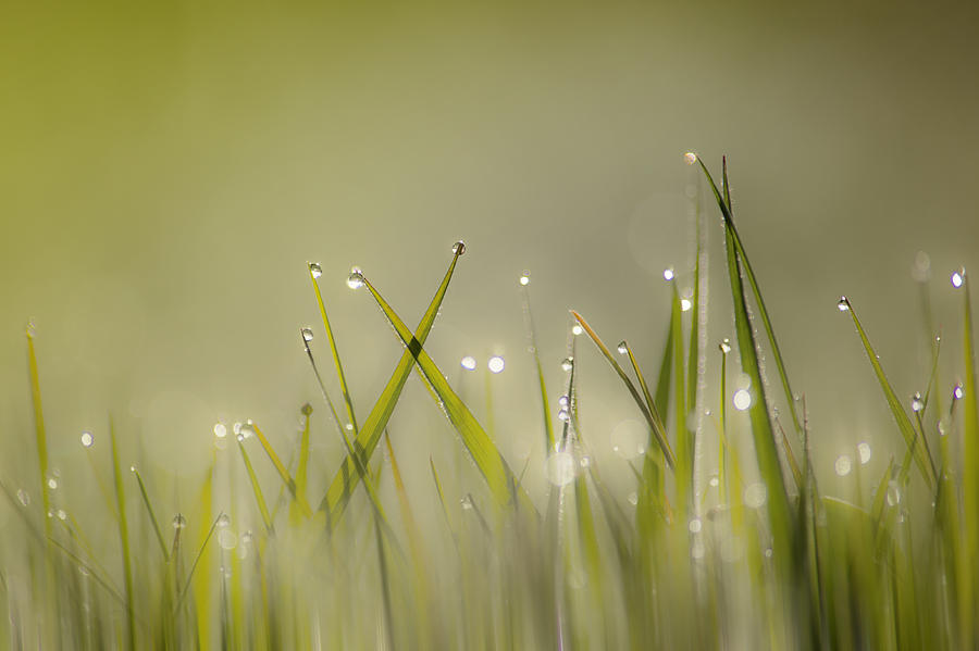 Dew on Grass Photograph by Veli Bariskan