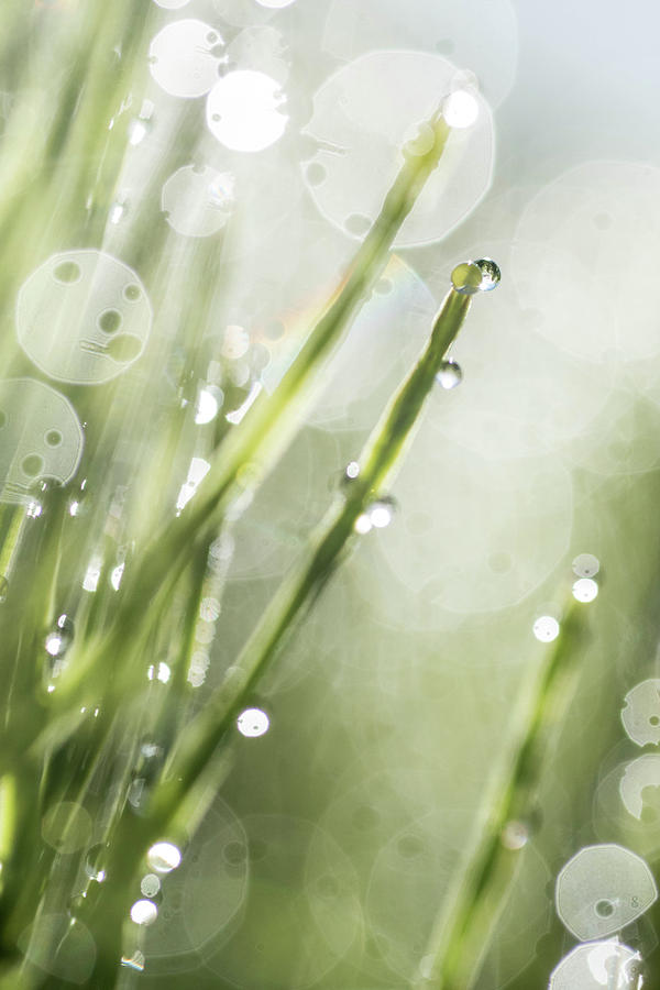 Dew on horsetails Photograph by Robin Nellist | Fine Art America