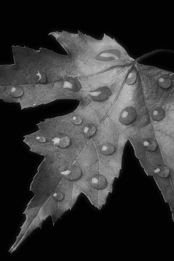 Dew On Leaf Black And White Photograph by Garry Gay