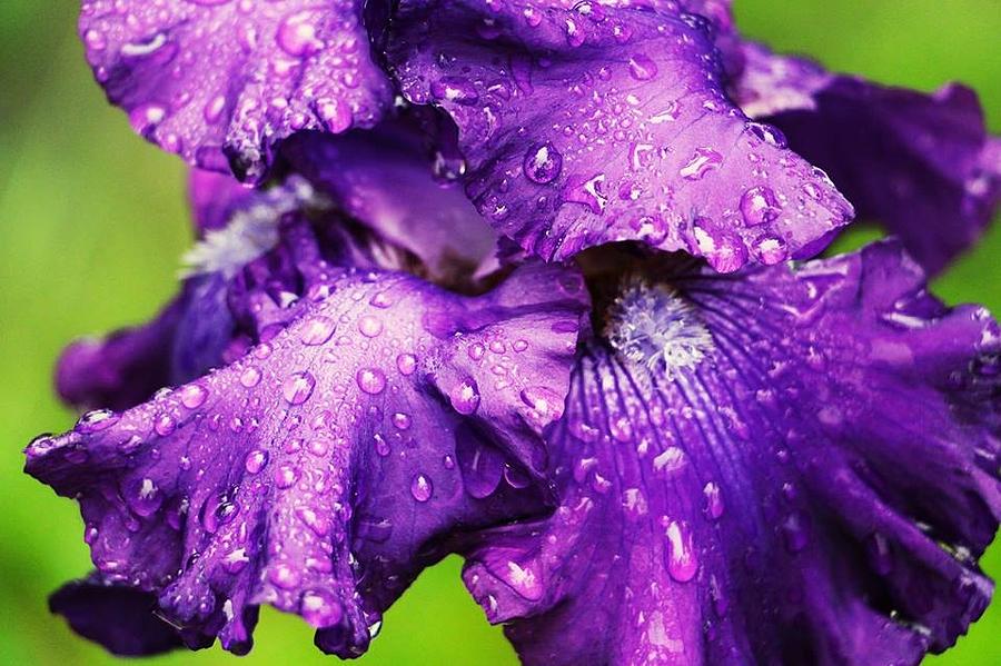 Nature Photograph - Dew On Purple Flower by Shelby Pratt
