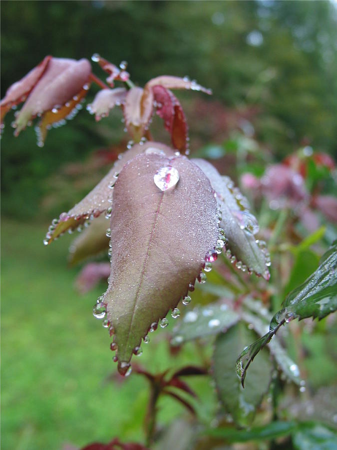 Dew On Rose Bush Photograph by Debbie Criswell