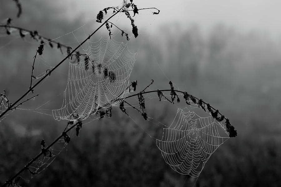 Black And White Photograph - Dew On Spiderweb  by Mountain Dreams