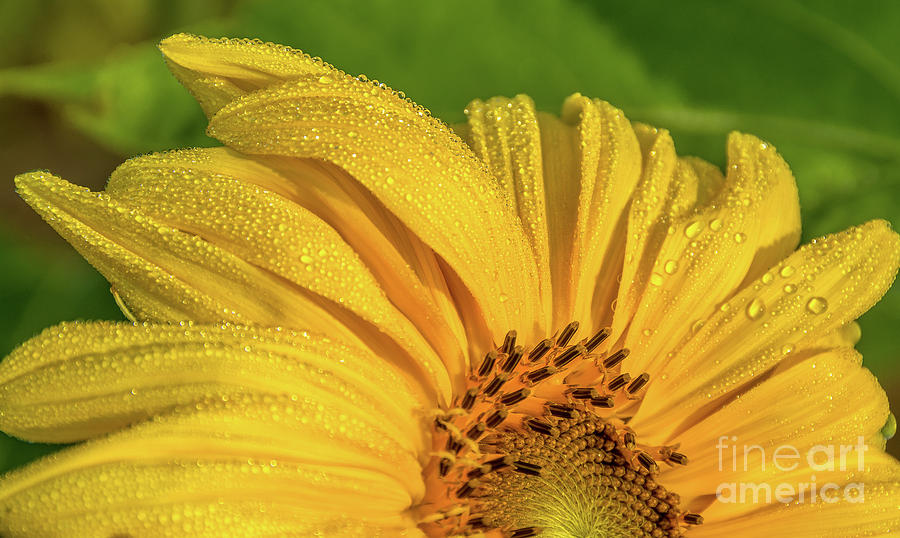 Dew on Sunflower Petals Photograph by Cheryl Baxter