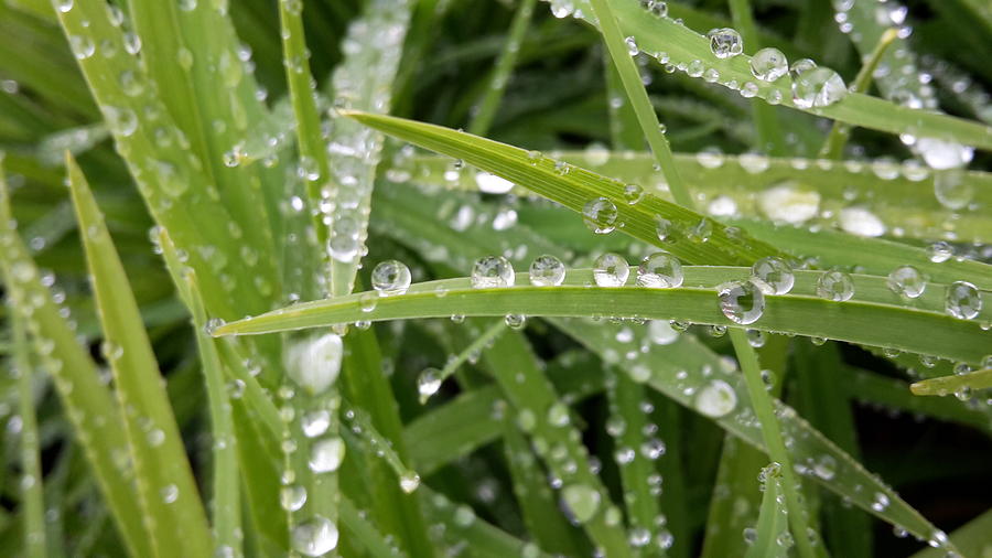 Dew On The Grass Photograph by Elisa Borio - Fine Art America