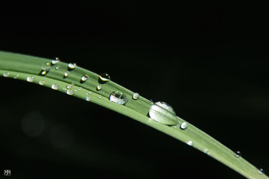 Dew on the Grass Photograph by John Meader