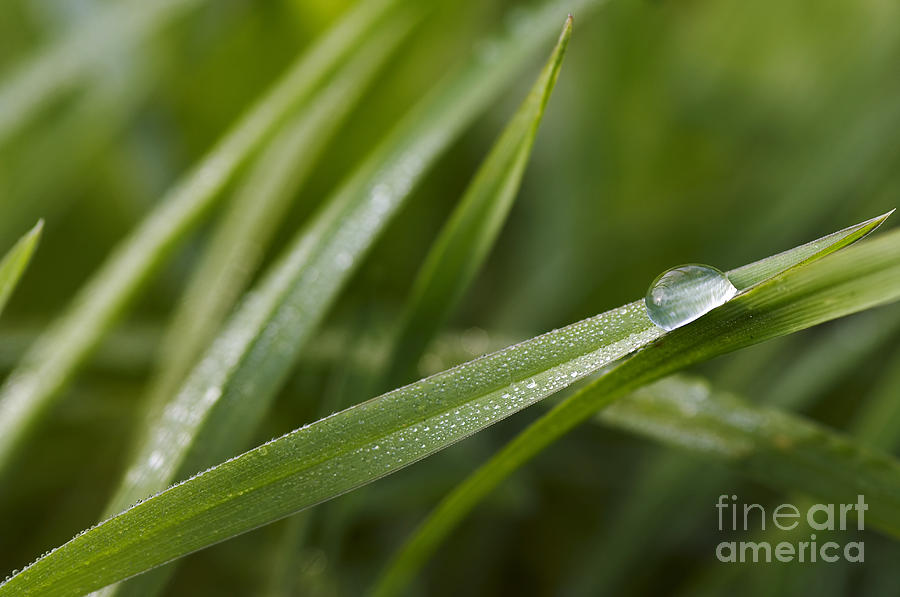 Dew On The Grass Photograph by Michal Boubin