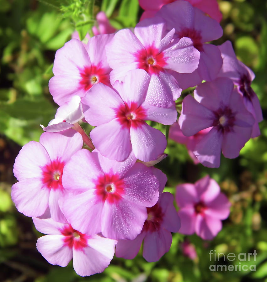 Dew On The Pink Phlox Photograph by D Hackett