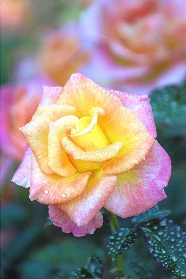 Dew on the Roses Photograph by Gayle Miller