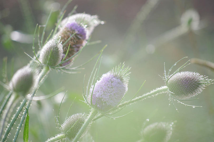 Dew on thistles 1 Photograph by Merrill Miller - Fine Art America