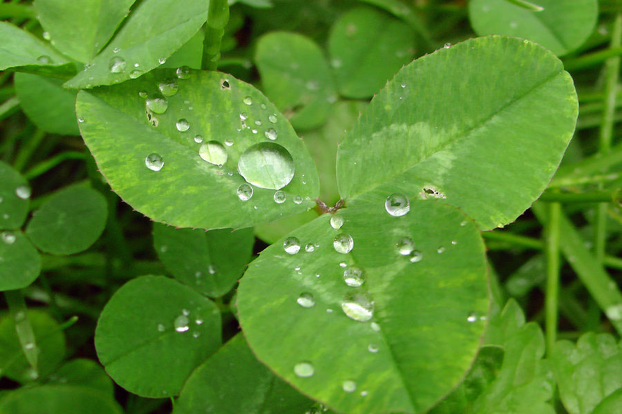 Dew on Three Leaf Clover Photograph by JD Slayton - Fine Art America