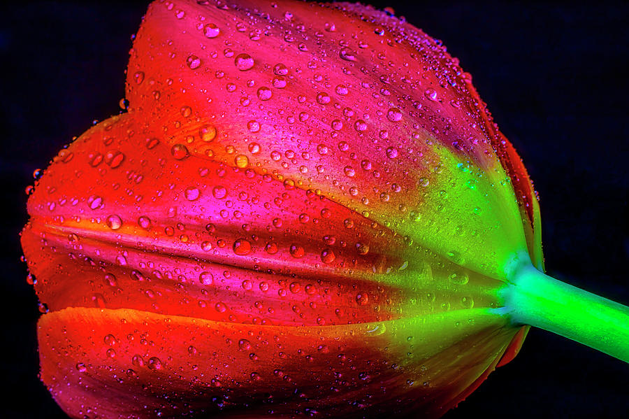 Dew On Tulip Close Up Photograph by Garry Gay