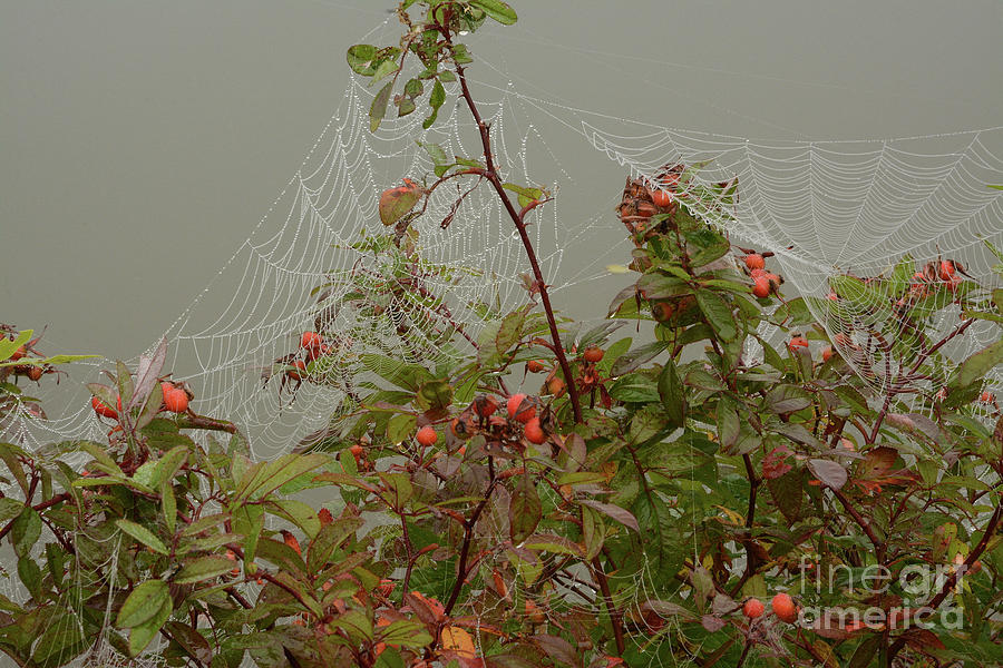 Dew on Webs by Charles Owens Dew on Webs by Charles Owens