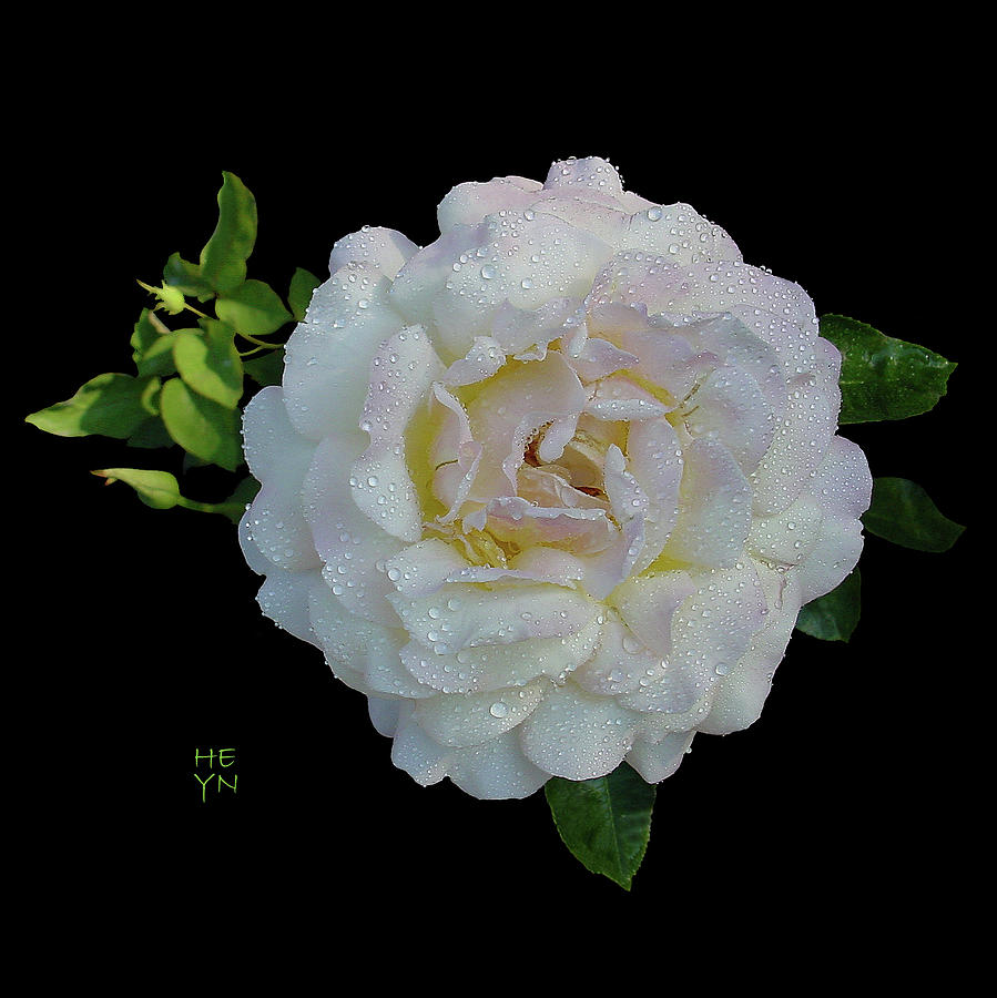 Dew on White Rose Cutout  Photograph by Shirley Heyn