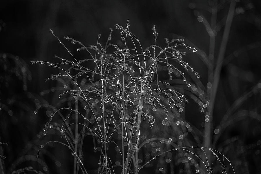 Dew On Wild Grass Photograph