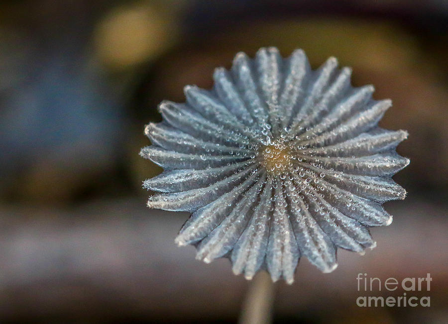 Nature Photograph - Dew on Wildflower by Tom Claud