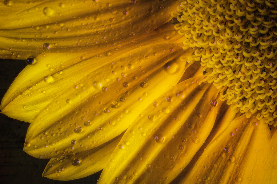 Dew On Yellow Petals Photograph by Garry Gay