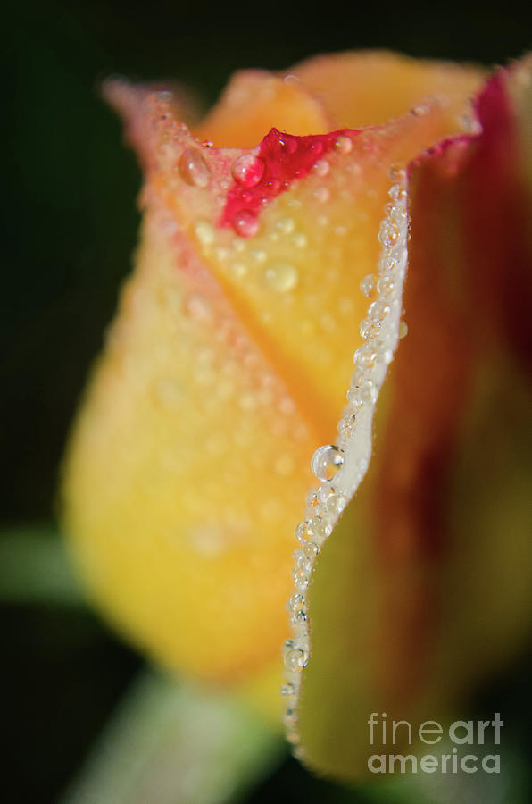 Dew on Yellow Rose Nature / Floral / Botanical Photograph Photograph by PIPA Fine Art - Simply Solid