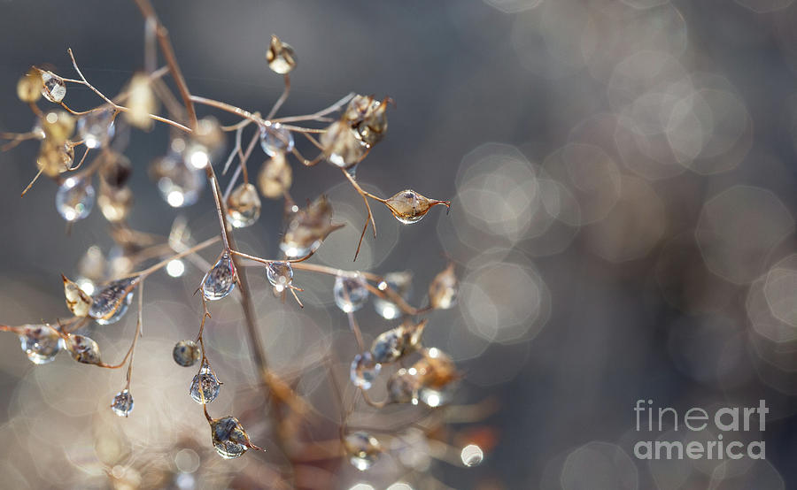 Dew Pearls Photograph by Eva Lechner