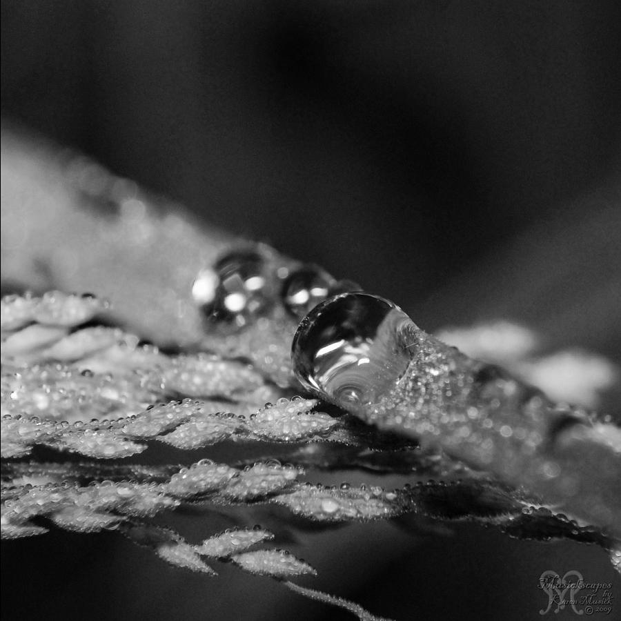 Dew to Drought Black and White 02 Photograph by Karen Musick