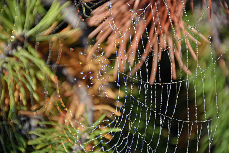 Dew Web and Pine Needles Photograph by Bruce Gourley