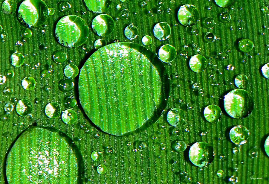 Abstract Photograph - Dewdrop Abstract 006 by George Bostian