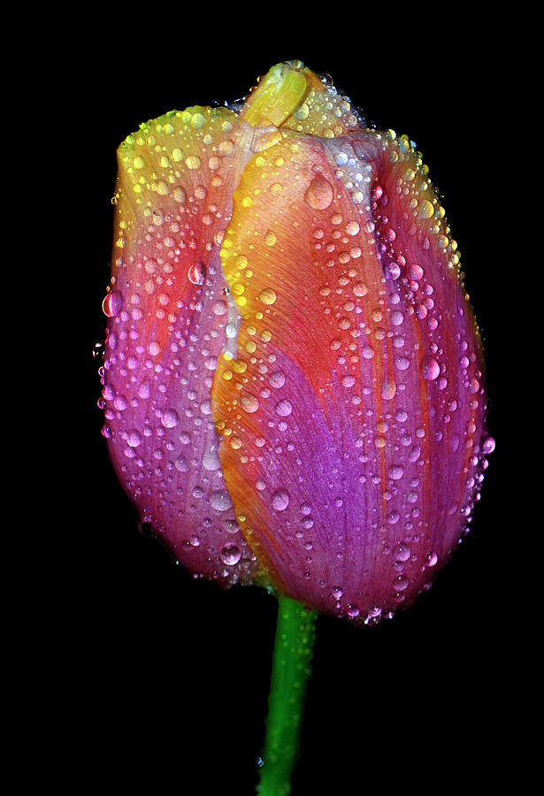 Dewdrop Covered Tulip 005a Photograph by George Bostian