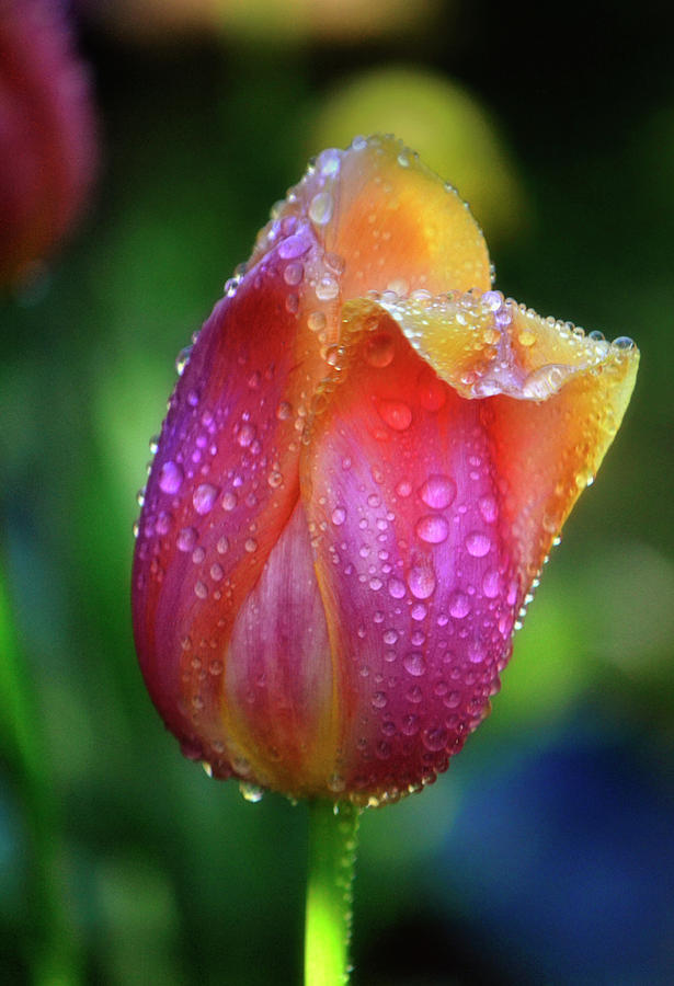 Dewdrop Covered Tulip 007 Photograph by George Bostian