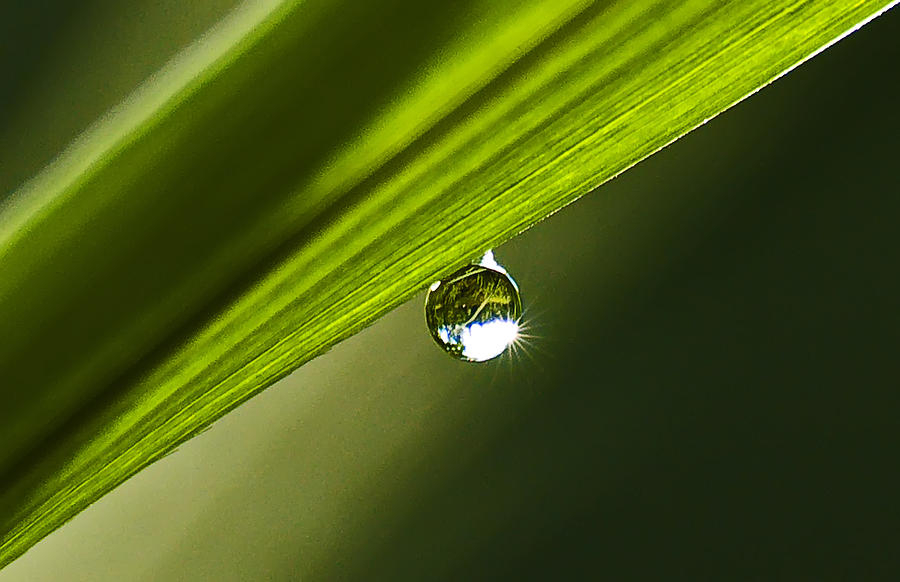 Dewdrop on a Blade of Grass Photograph by Michael Whitaker
