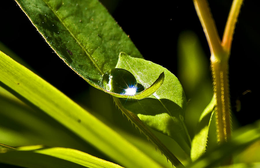 Dewdrop on a Leaf Photograph by Michael Whitaker