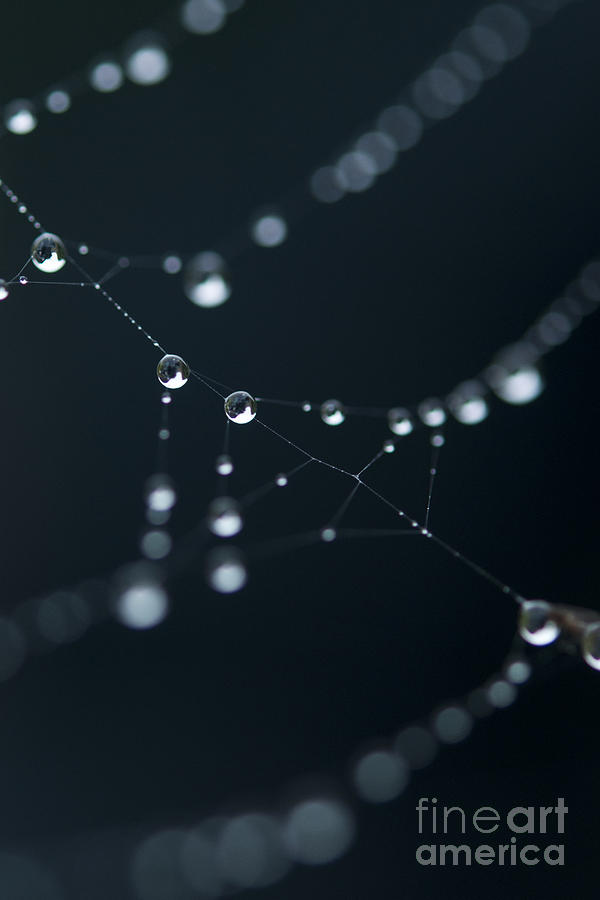 Dewdrop on cobweb 002 Photograph by Clayton Bastiani