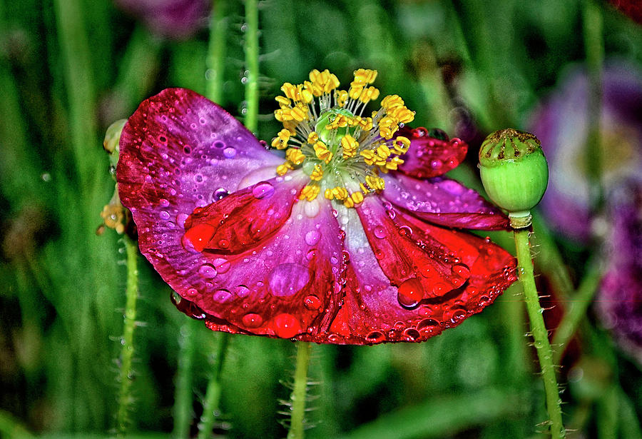 Dewdrop Poppy 017 Photograph by George Bostian