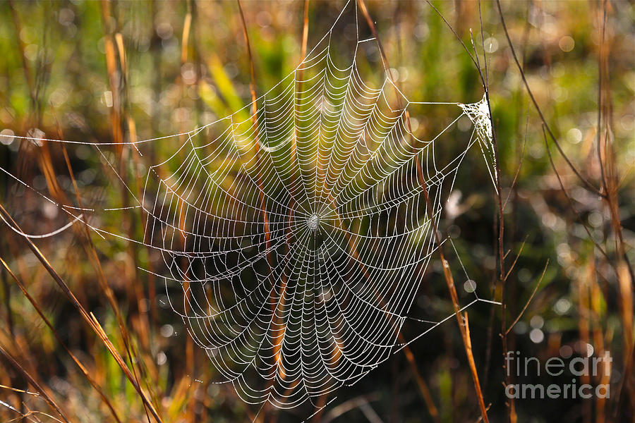 Dewdrop Web Photograph by Carol Groenen