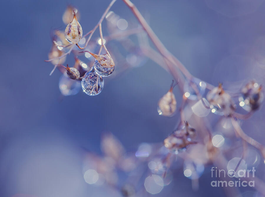 Nature Photograph - Dewdrops by Eva Lechner