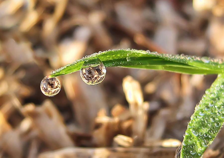 Dewdrops Photograph by Gouzel -