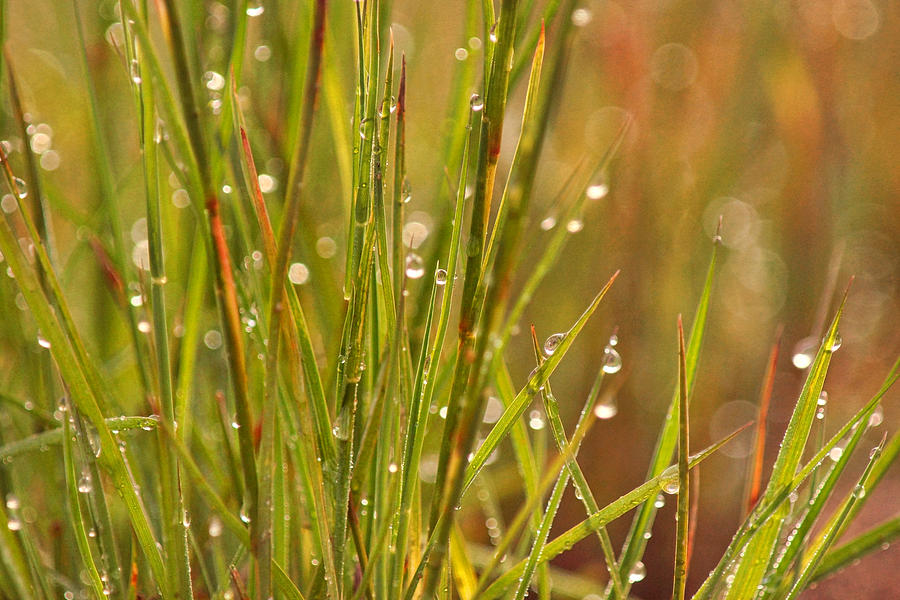 Dewdrops in the Morning Photograph by Leda Robertson