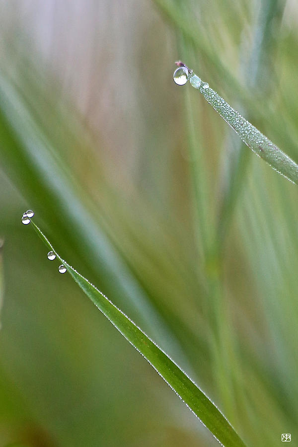 Dewdrops Photograph by John Meader
