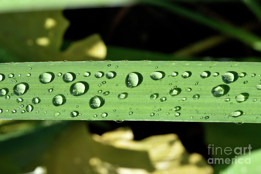 Dewdrops on a leaf of yellow iris Photograph by George Atsametakis