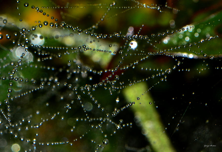 Dewdrops On A Spiderweb 002 Photograph by George Bostian