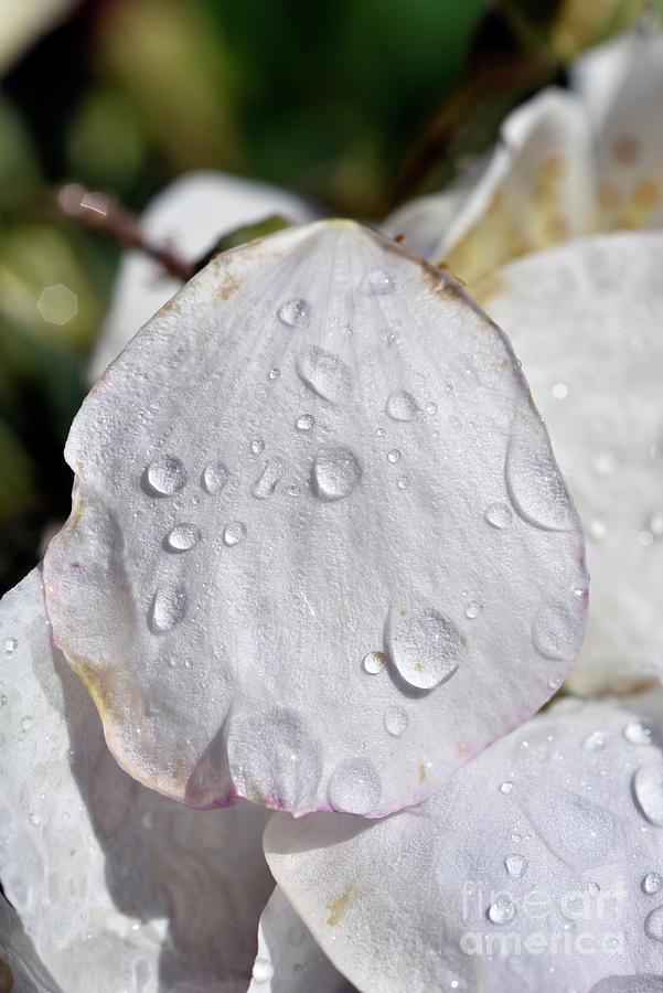 Dewdrops on almond tree flower Photograph by George Atsametakis