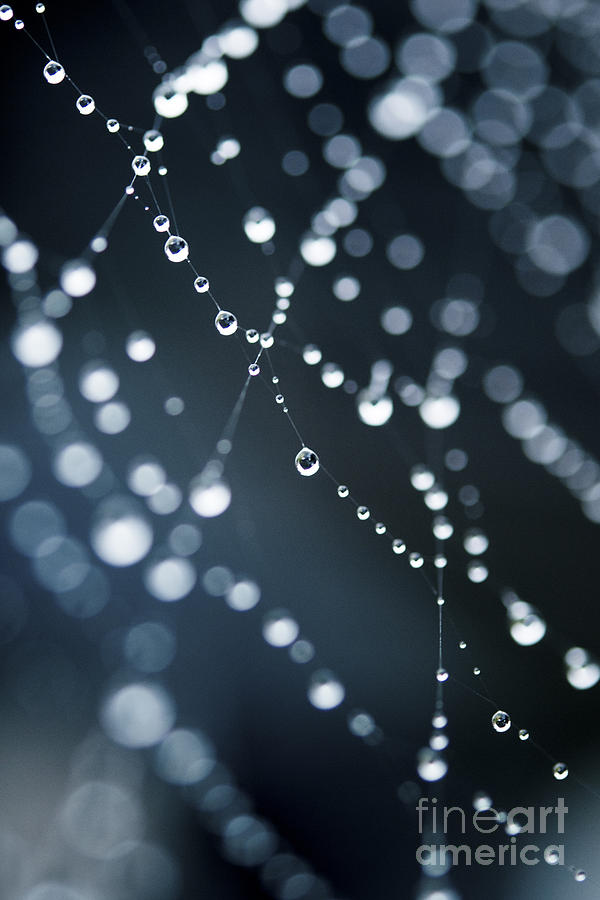 Dewdrops on cobweb 003 Photograph by Clayton Bastiani