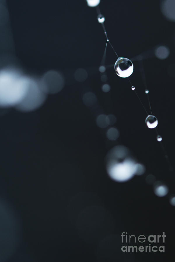 Dewdrops on cobweb 004 Photograph by Clayton Bastiani