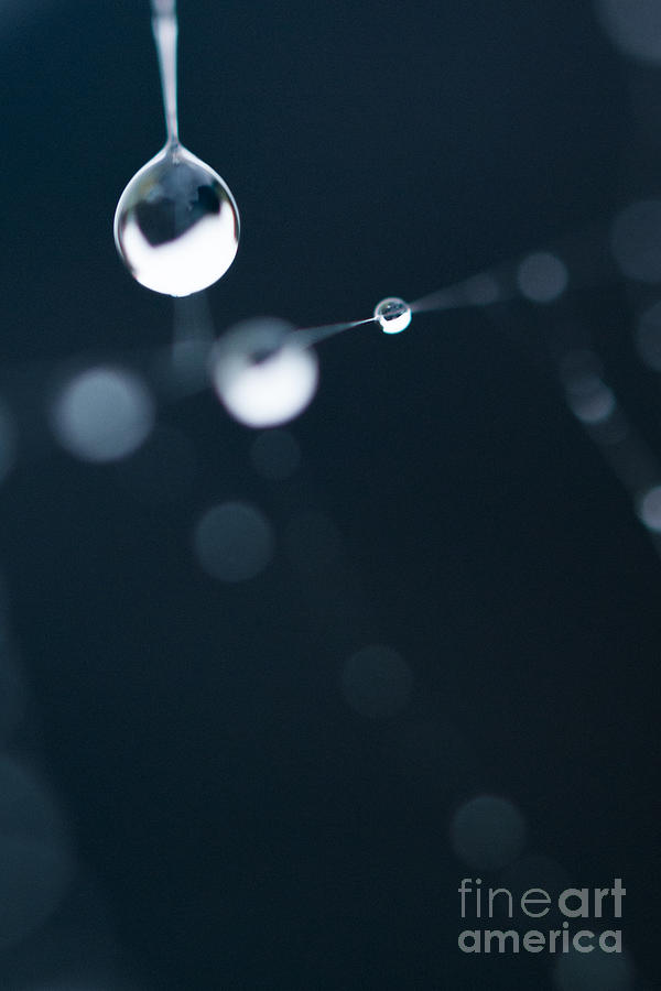 Dewdrops on cobweb 005 Photograph by Clayton Bastiani