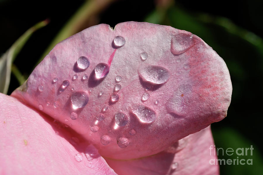 Dewdrops on rose petal Photograph by George Atsametakis