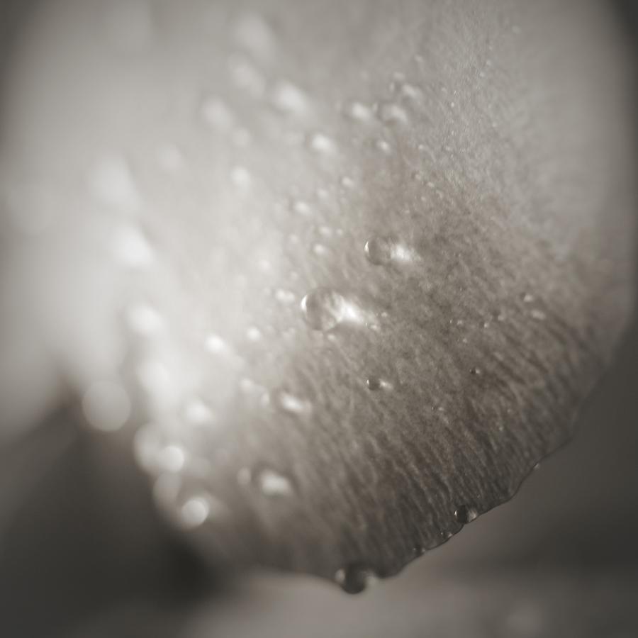 Dewdrops on Rose Petal... Photograph by The Art Of Marilyn Ridoutt-Greene